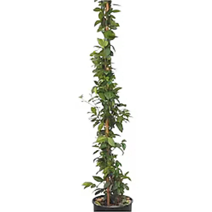 Gardenbox Saksıda Kokulu Arap Yasemini 50-70Cm