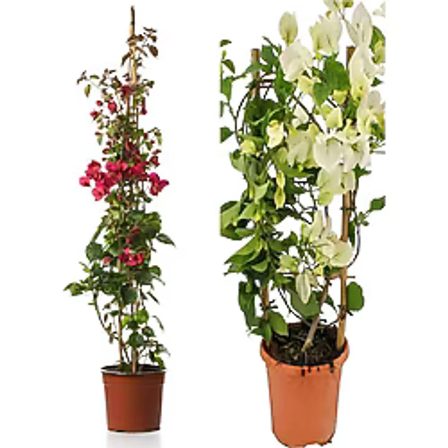 Gardenbox Videolu Begonvil Sarmaşığı 1 Adet Kırmızı 1 Adet Beyaz Begonvil Çiçeği 40-60cm Saksılı/ Tüplü