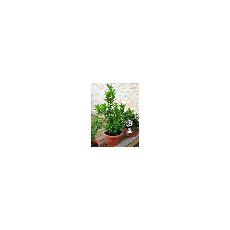 Gardenbox Videolu Defne Ağacı Fidanı (60 100 CM) 1 Adet Saksılı Dış Mekan Ağacı Laurus Nobilis