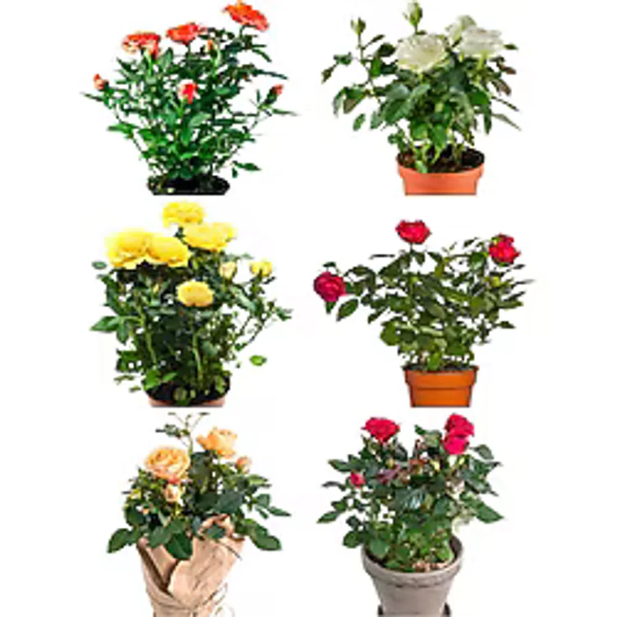 Gardenbox Videolu Yediveren Gül Seti (50 60 Cm ) 5 Adet (SARI KIRMIZI BEYAZ PEMBE TURUNCU) "multiflora Rose