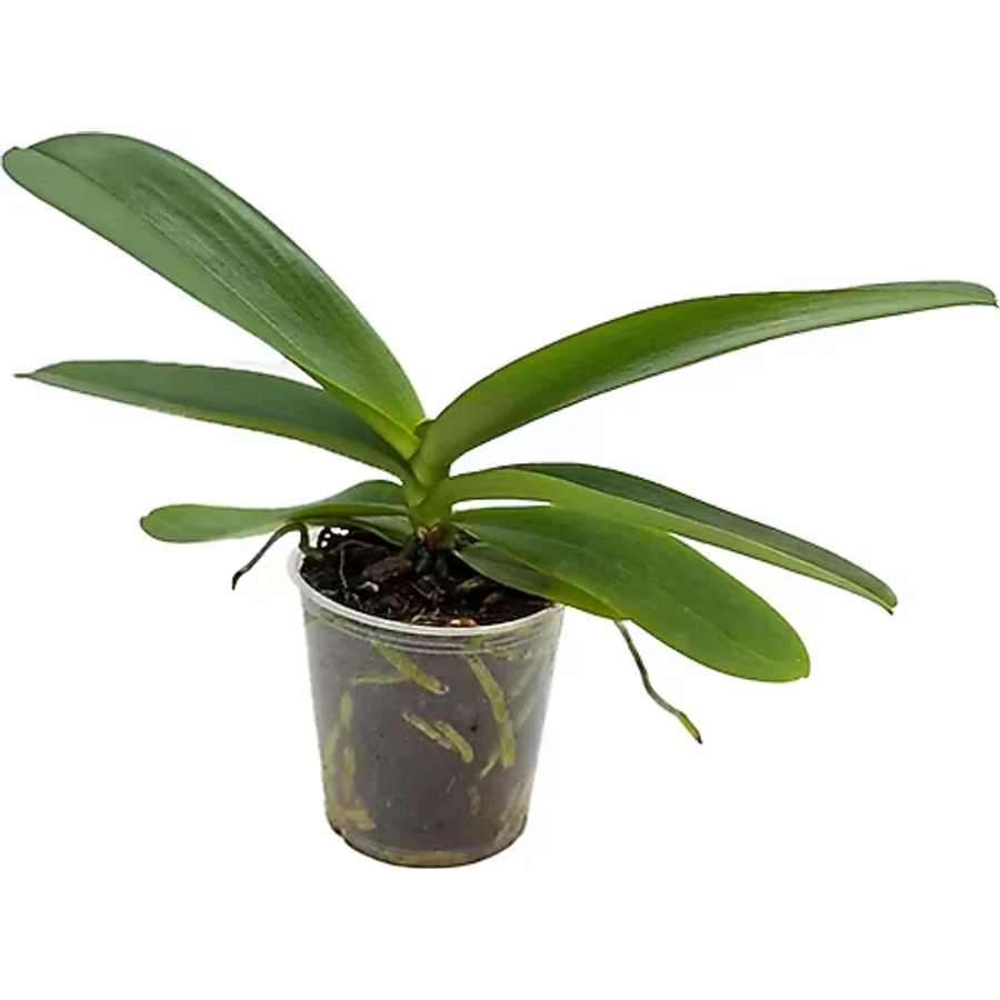 gardenkoala Orkide Fidesi - Phalaenopsis