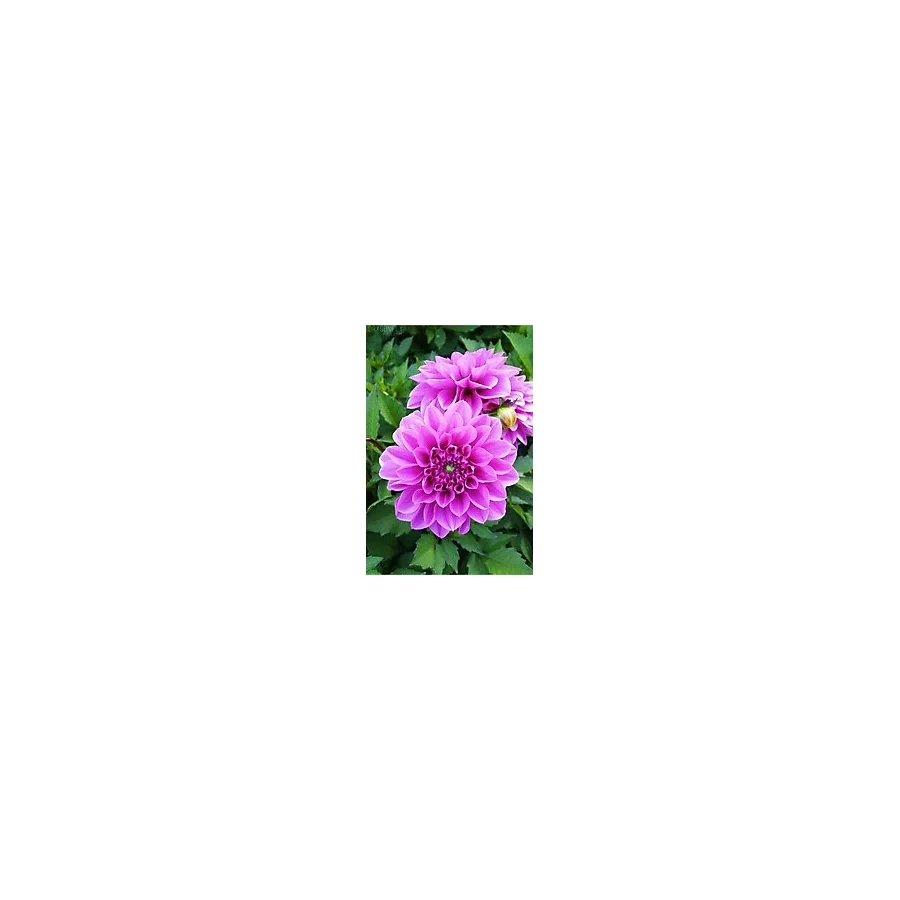 Gardenya Tohumculuk 1 Adet Lila Dekoratif Yıldız (Dahlia) Çiçek Soğanı