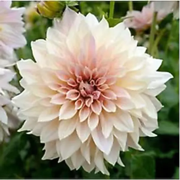 Gardenya Tohumculuk 1 Adet Soft Renk Kaktüs Yıldız (Dahlia) Çiçek Soğanı