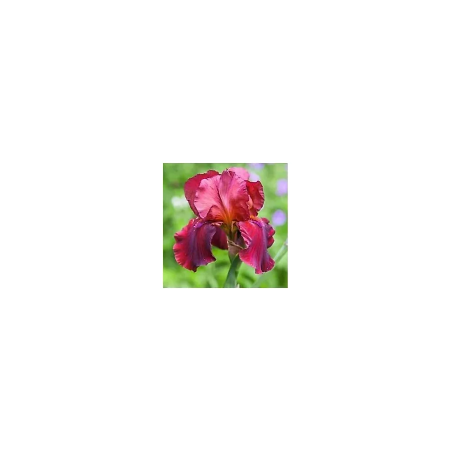 Gardenya Tohumculuk 2 Adet Fuşya Renk Iris (Süsen) Germanica Çiçek Soğanı