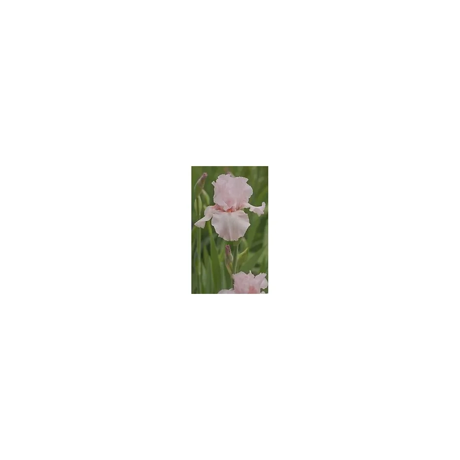 Gardenya Tohumculuk 2 Adet Soft Pembe Iris (Süsen) Germenica Çiçek Soğanı
