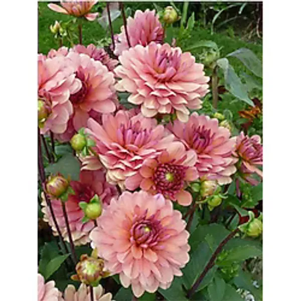 Gardenya Tohumculuk 3 Adet Yavruağzı Renk Yıldız (Dahlia) Çiçek Soğanı