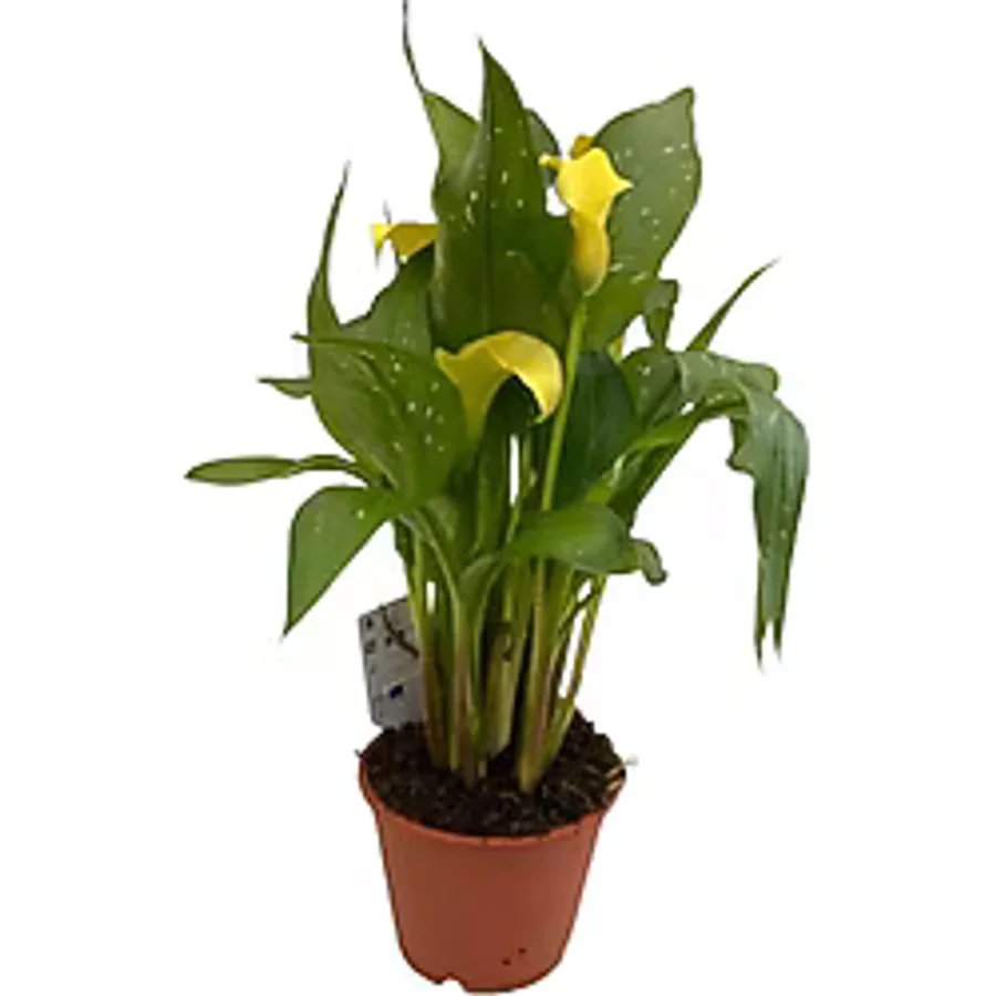 Gelin Çiçeği Gala Çiçeği Sarı 15-25 Cm
