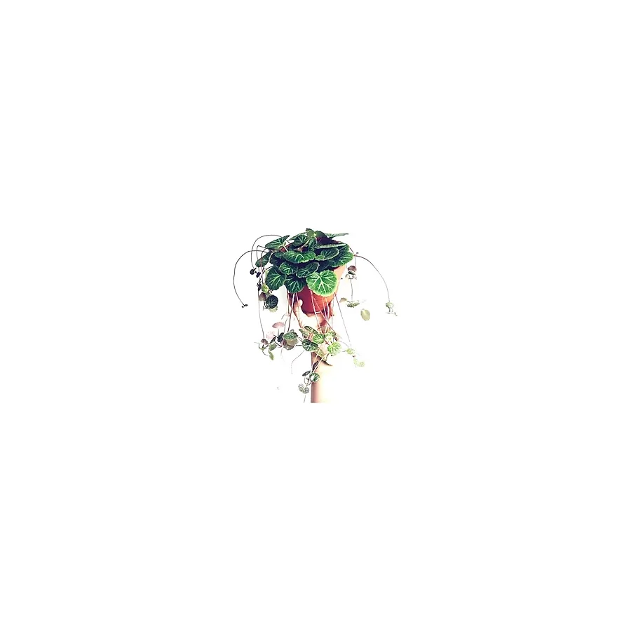 Gelin Teli Çiçeği - Begonia Saxifraga (Askılı Saksıda)