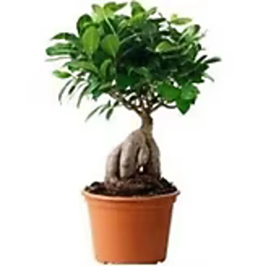 Ginseng Bonsai