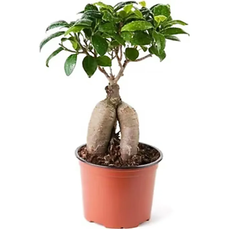 Ginseng Ficus Bonsai 35-45 Cm