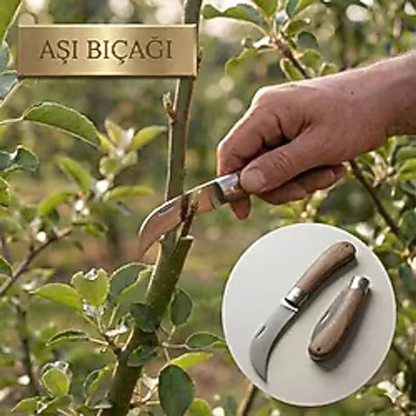 GLASWEN Aşı Bıçağı Eğri Uçlu Ara Çakı Bağ Bıçağı Paslanmaz Çelik Ahşap Saplı Katlanır Bıçak 21 Cm Kahverengi