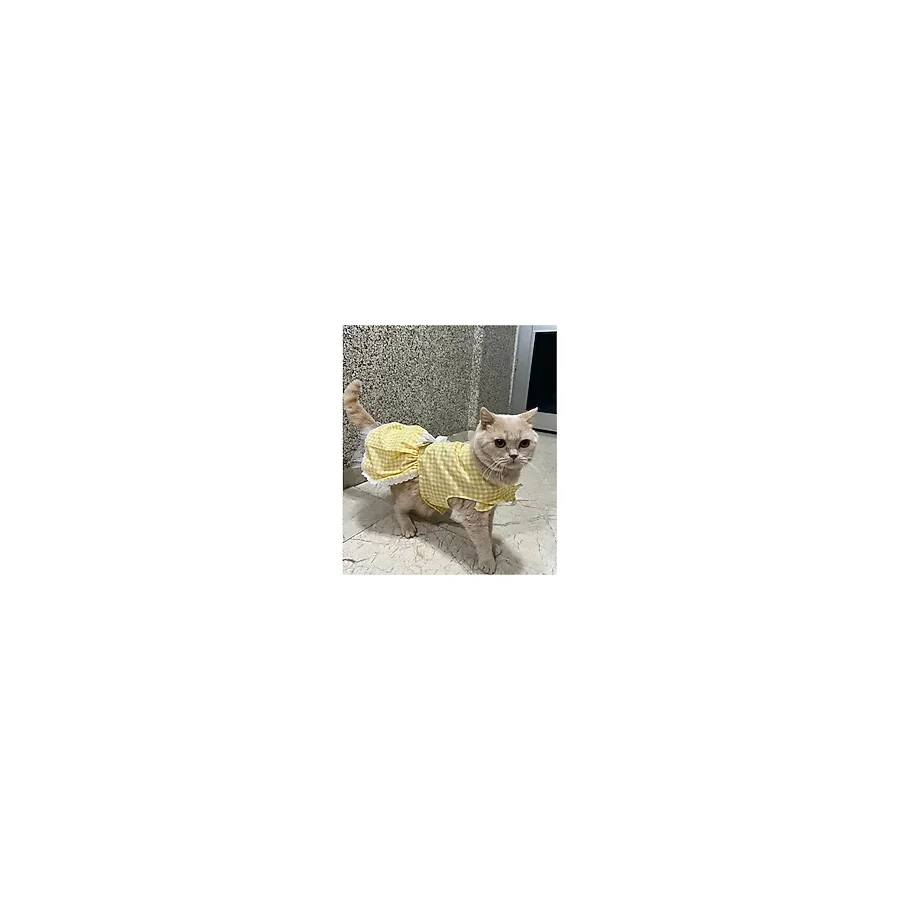 Gobo Sarı Beyaz Kareli Fiyonklu Cırtcırtlı Kedi Köpek Kıyafeti Elbisesi