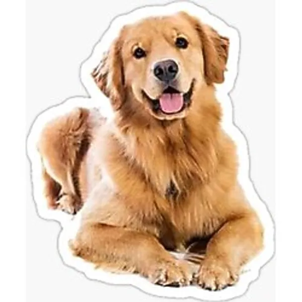 Golden Retriever Köpek Sticker Araba Oto Yapıştırması 17CM A5