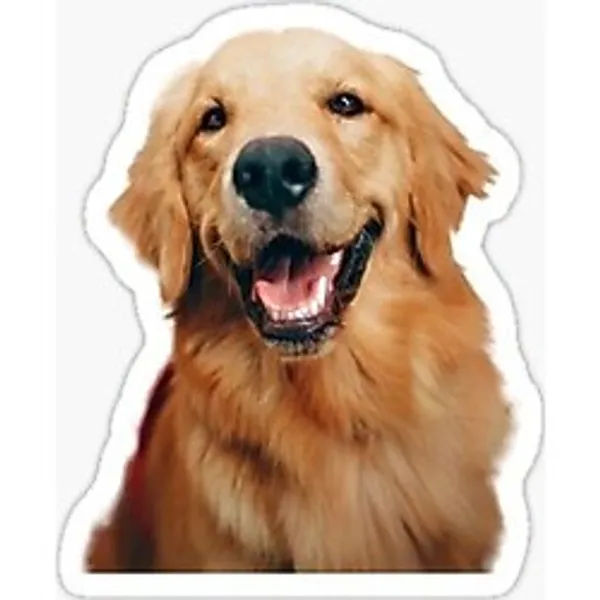 Golden Retriever Köpek Sticker Araba Oto Yapıştırması 17CM A9