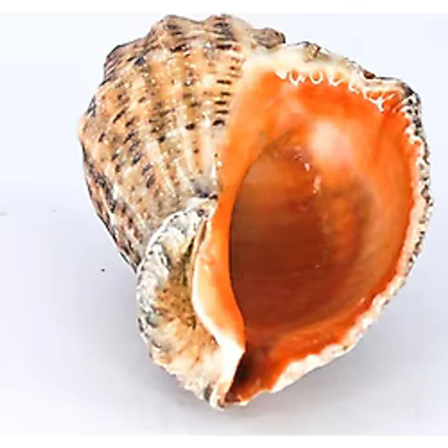 Gongaz Deniz Kabuğu Süs Dekoratif Akvaryum Süsleme 3-4 Cm 5 Adet
