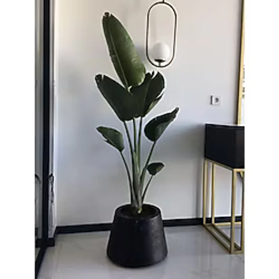 Green Flora Starliçe Cennet Kuşu Çiçeği - Büyük Boy 120 - 150+ cm Tek Gövdeli Strelitzia Nicolai Bitkisi