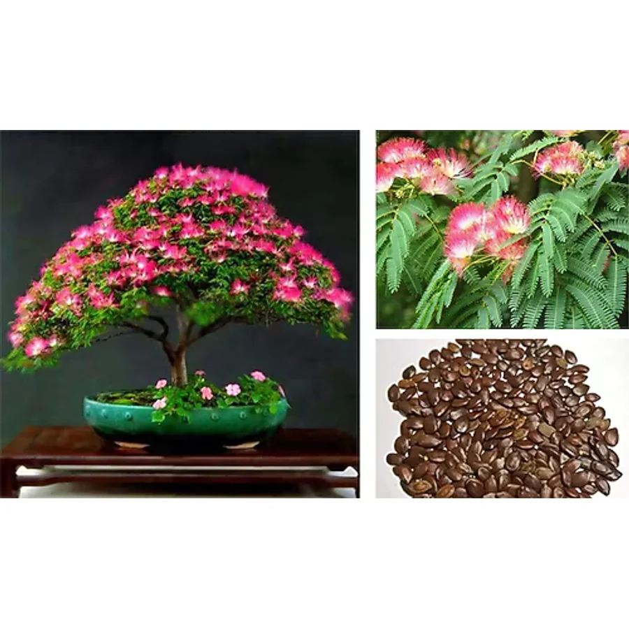 GÜLİBRİŞİM AĞACI TOHUMU 20 ADET ( BONSAİ TÜRÜ )
