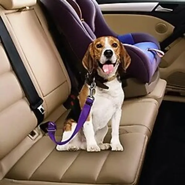 Gy Atelier Tineke Evcil Hayvan Araç Emniyet Kemeri Kedi Köpek Araba Oto Tasması Oto Aksesuarları (Mor)