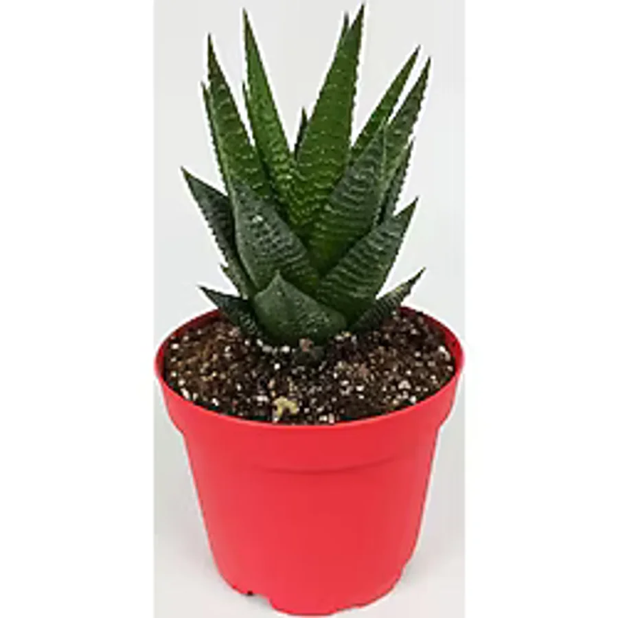 Haworthia Limifolia Sukulent 8.5 cm Kırmızı Saksıda Büyük Boy