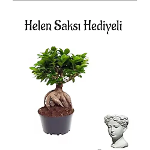 Hediyelik Bonsai Bitkisi-Çiçeği Sevgililer Gününe Özel Helen Saksı Hediyeli