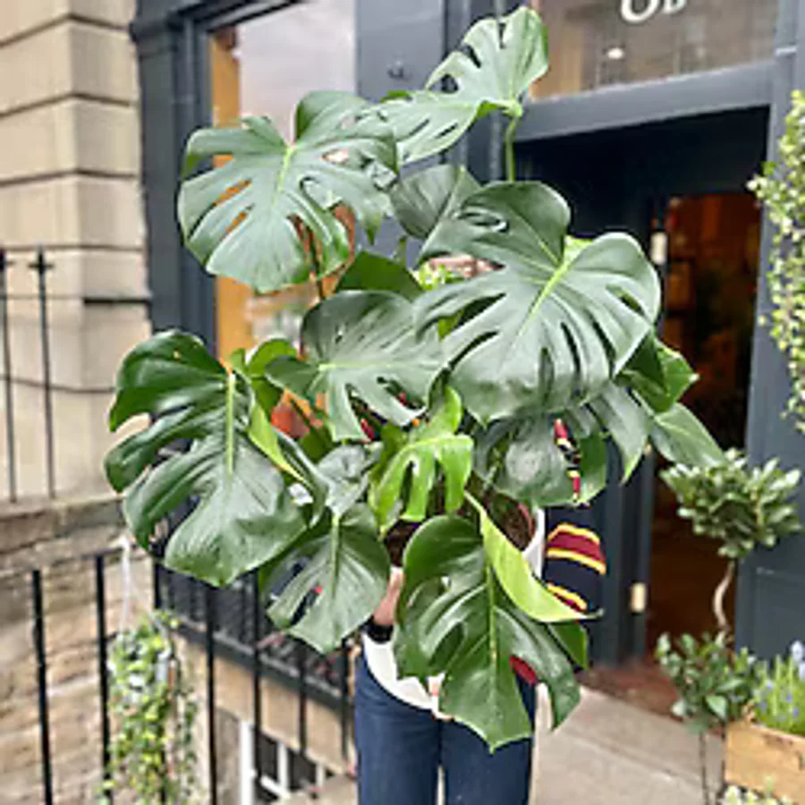 Hilal Garden Monstera Dev Form Deve Tabanı 100 Cm
