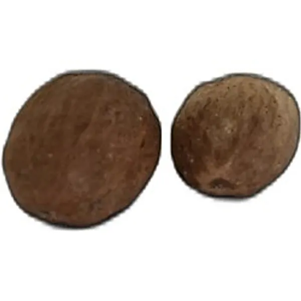 Hint Cevizi Muskat Küçük Hindistan Cevizi Doğal 10 gr Paket LokmanAVM Muskat, Hindistan Cevizi (Küçük) - LokmanAVM.com