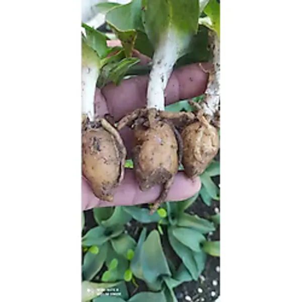 Hınzır Orchis Sancta Salep Yumrusu 25 Adet