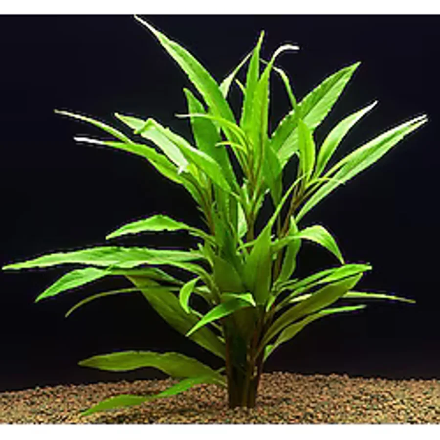 Hygrophila salicifolia Akvaryum Bitkisi Akvaryum Bitkileri 5 Dal