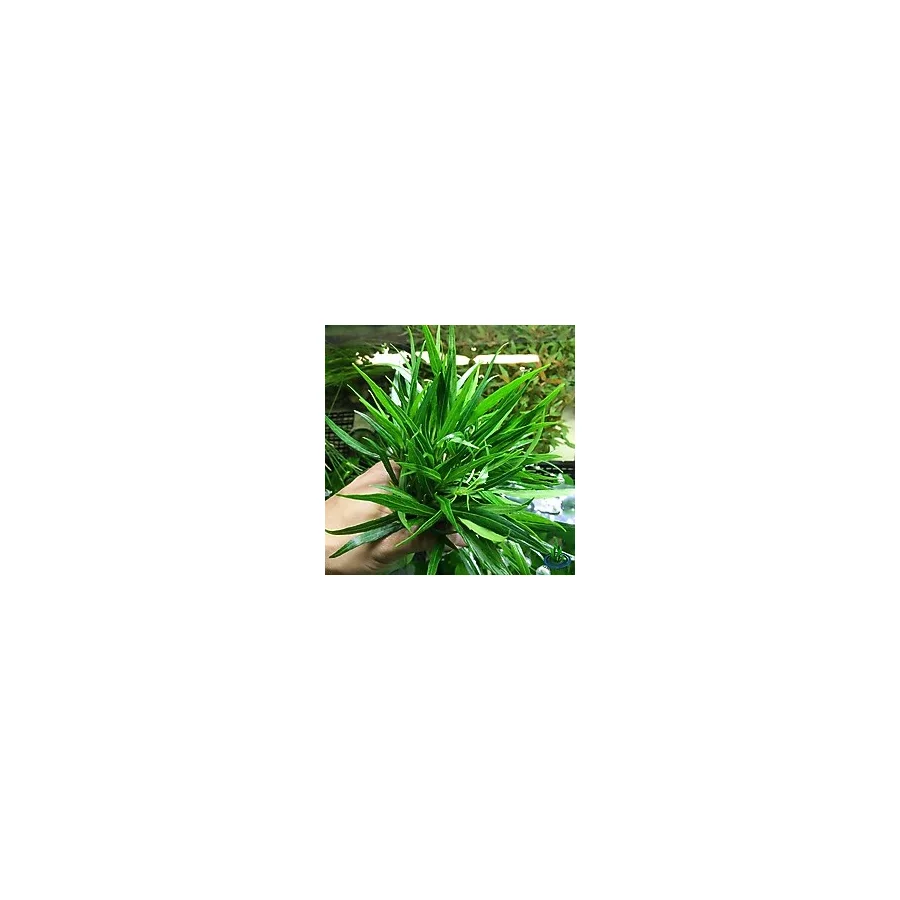 Hyrophila Paravitota Akvaryum Bitkisi Canlı Bitki 5 Dal