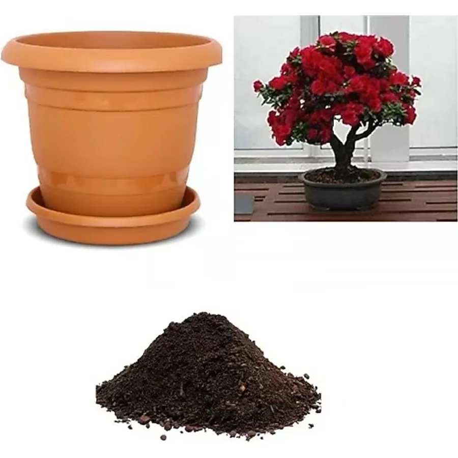 İthal Bodur Kırmızı Gül Bonsai AğacıTohumu Ekim Seti