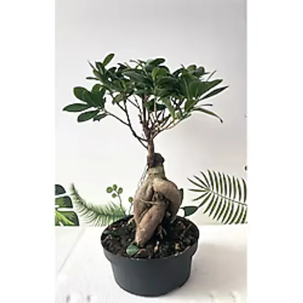 Ithal Bonsai Ficus Ginseng 1000Gr Gövde