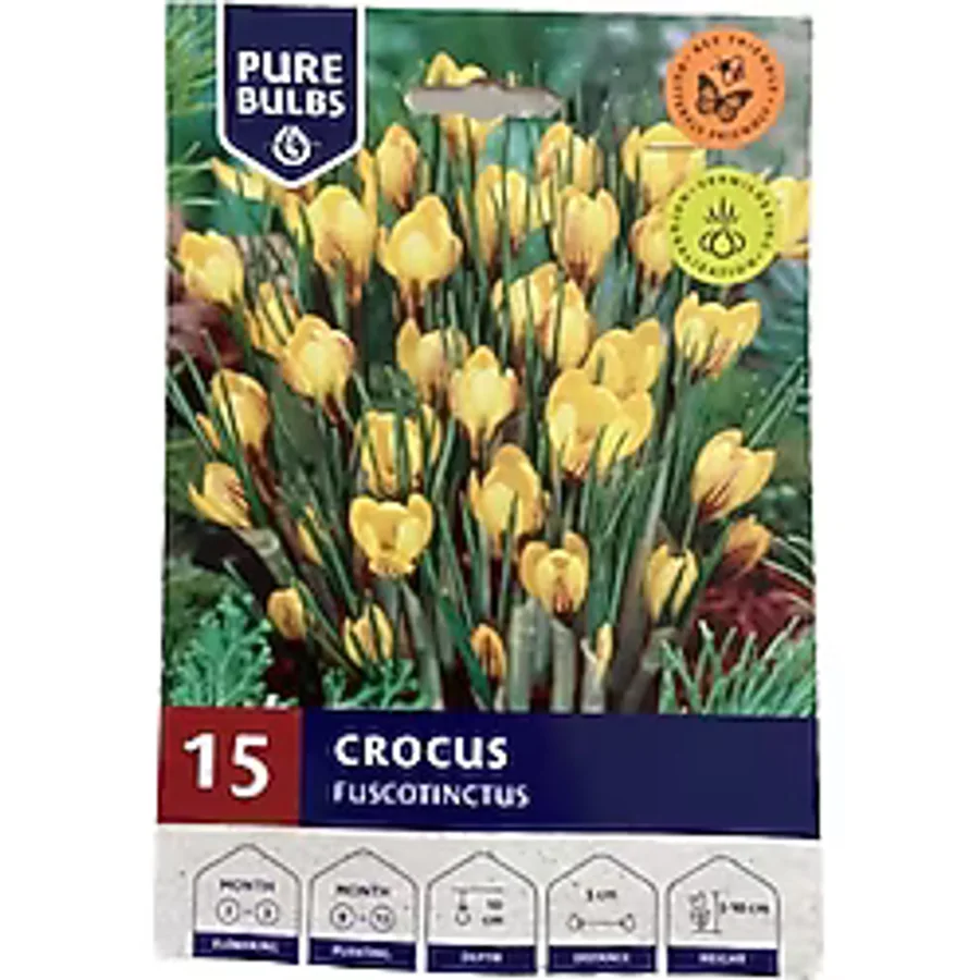 Ithal Crocus Fuacotinctus Çiğdem Soğanı Çiçek Bitki Soğanı