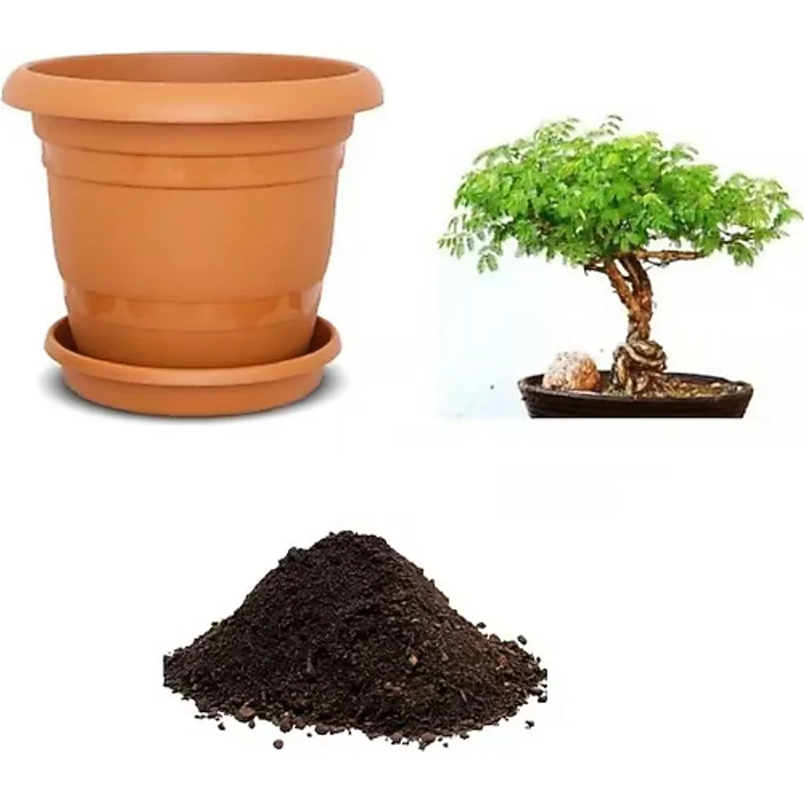 İthal Gümüş Akasya Bonzai Ağacı Tohumu Ekim Seti
