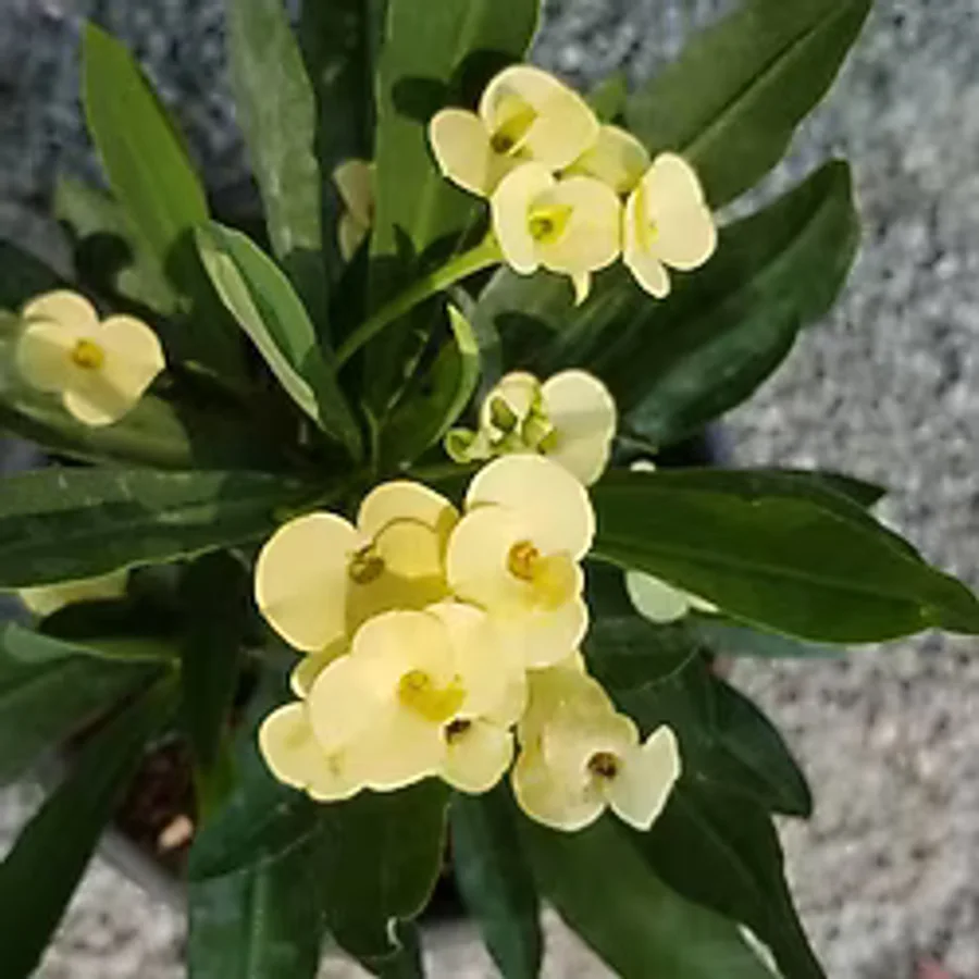 İTHAL Orijinal SARI Euphorbia Milii / Dikenler Tacı Saksıda Küçük Boy