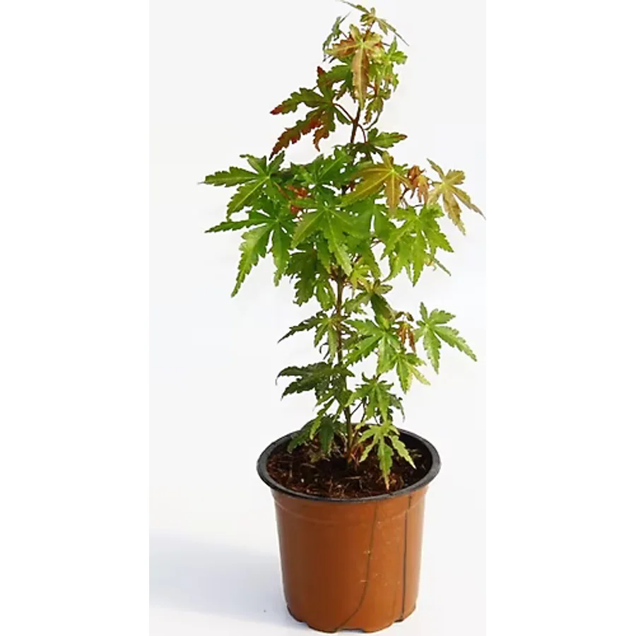 Japon Akçaağacı Acer Palmatum