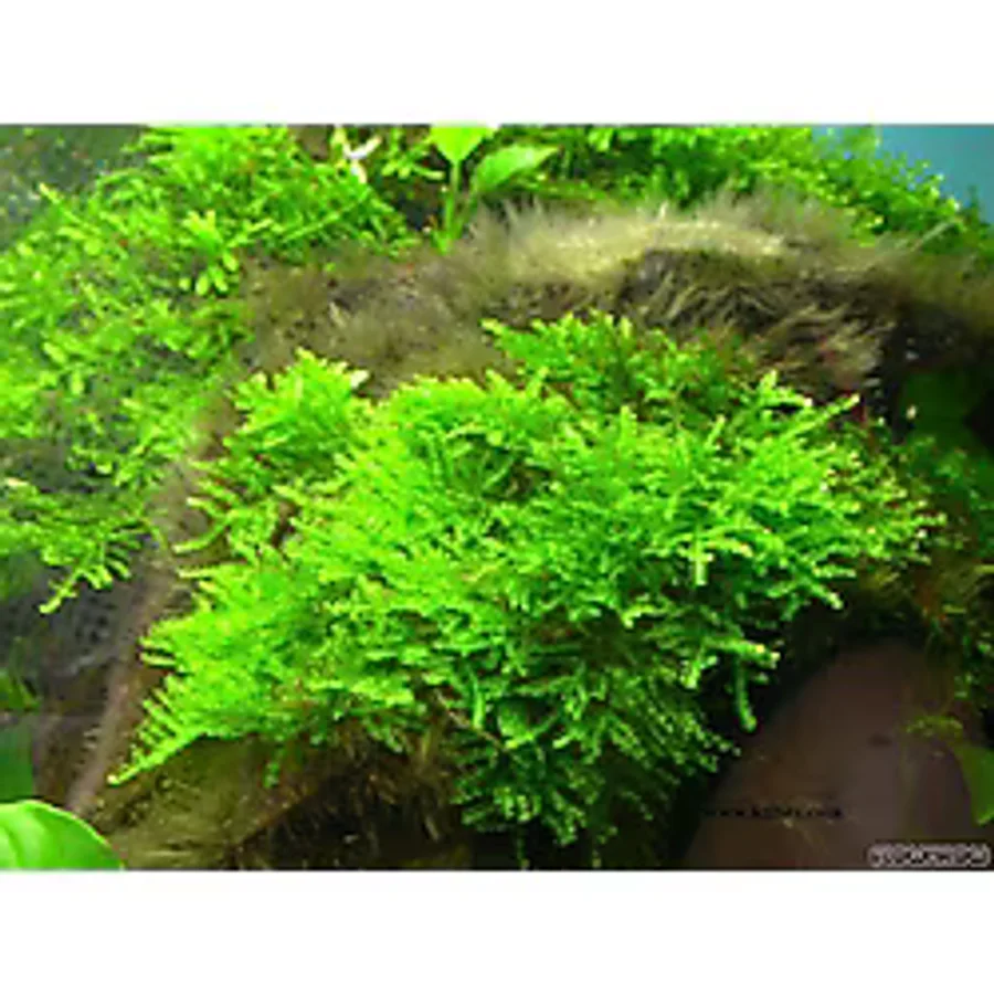 Java Moss Akvaryum Bitkisi 5x5 Paslanmaz Tele Sarılı 10'lu Paket