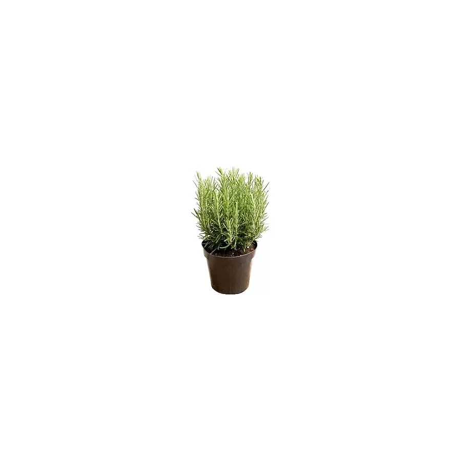 Kabristan Mezarlık İçin 4 Lü Bitki Fidan Çiçek Seti 10-20 Cm