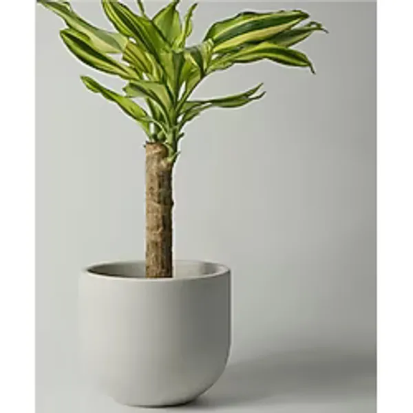 Kaju Creative Dekoratif Beton Saksı - Gri - Bss