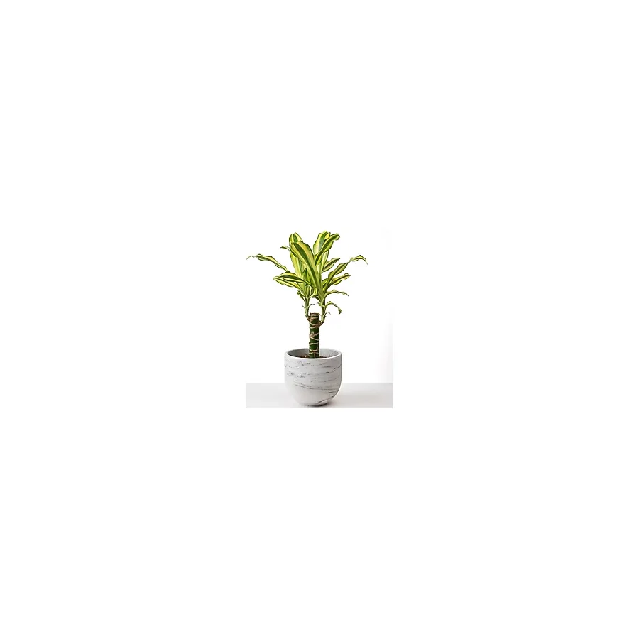 Kaju Creative Dekoratif Beton Saksı - Mermer Desenli - 15x13