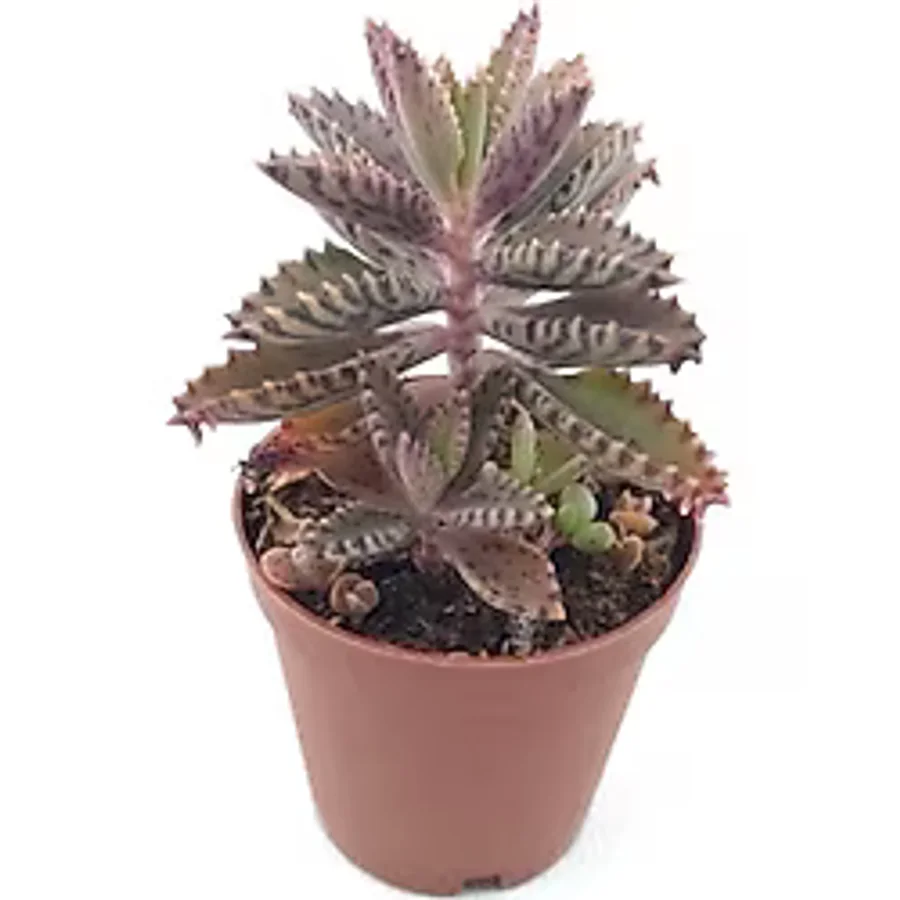 Kalanchoe Daigremontiana Sukulent