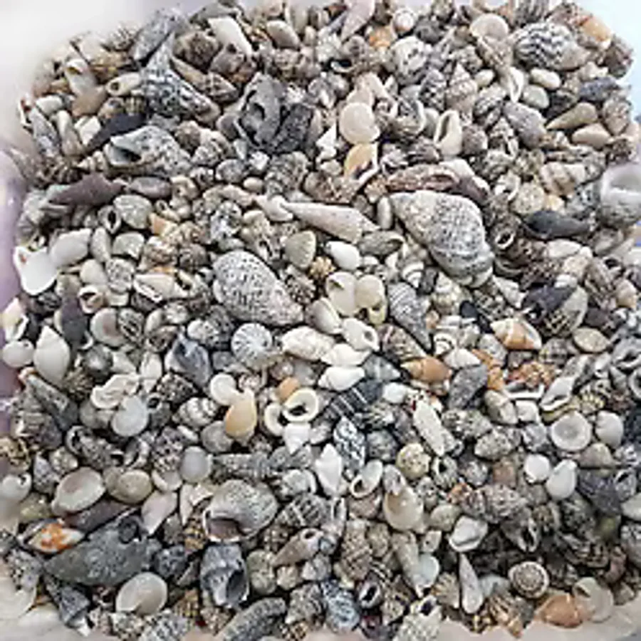Karışık Minik Kiloluk Deniz Kabuğu Şişe İçi İçin 250 Gr