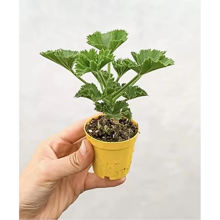 Karışık Renk Ceylangözü Sardunya Fidesi 8.5 Cm Saksıda