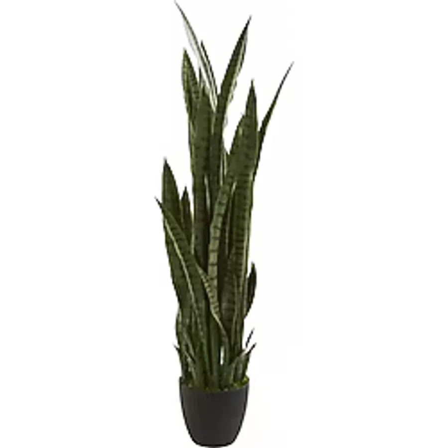 Kılıç Çiçeği Paşa Kılıcı 40-60 Cm Peygamber Kılıcı Ev Bitkisi Ofis Bitkisi Salon Bitkisi