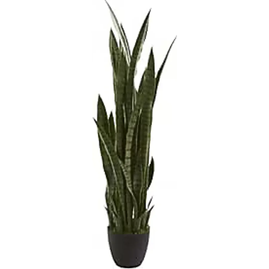 Kılıç Çiçeği Paşa Kılıcı 40-60 Cm Peygamber Kılıcı Ev Bitkisi Ofis Bitkisi Salon Bitkisi