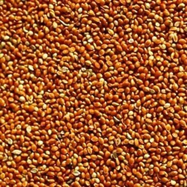 Kızıl Darı Kırmızı Darı Kuş Yemi Dökme 1 Kg