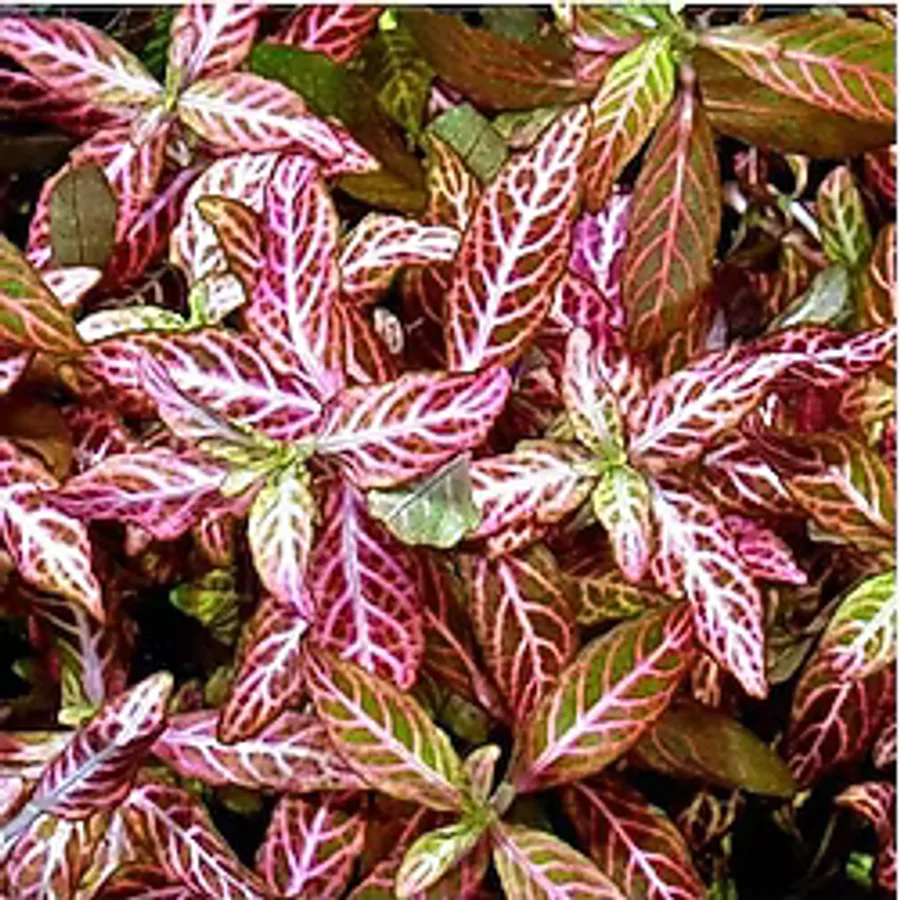 Kolay Akvaryum Zemin Bitkisi - Canlı Hygrophila Polysperma Rosanervig