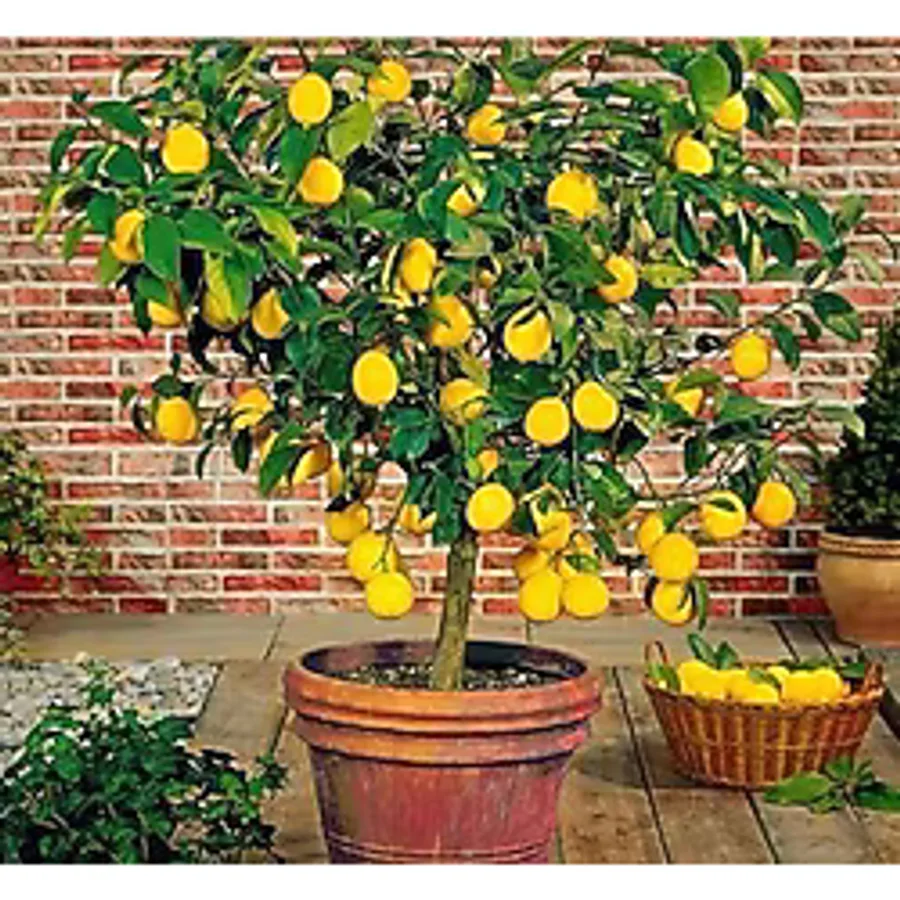 körfezgardens Limon Fidanı Aşılı Yediveren Mayer "full Bodur" Limon Ağacı Fidanı Tüplü 3 Yaşr