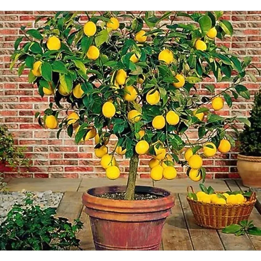 körfezgardens Limon Fidanı Aşılı Yediveren Mayer "full Bodur" Limon Ağacı Fidanı Tüplü 3 Yaşr