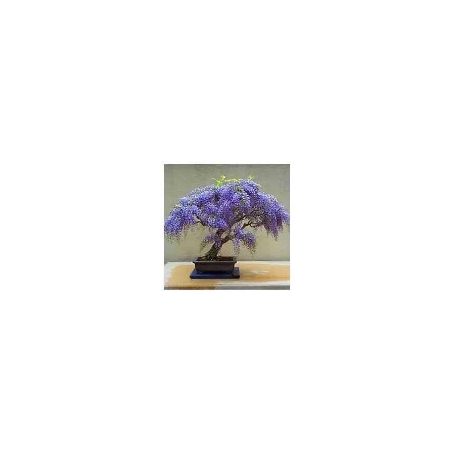Köy Tohumları 10 Adet Tohum Bodur Jakaranda Bonsai Ağacı Tohumu Sürpriz Hediye Bonsai Ağacı Tohumludur