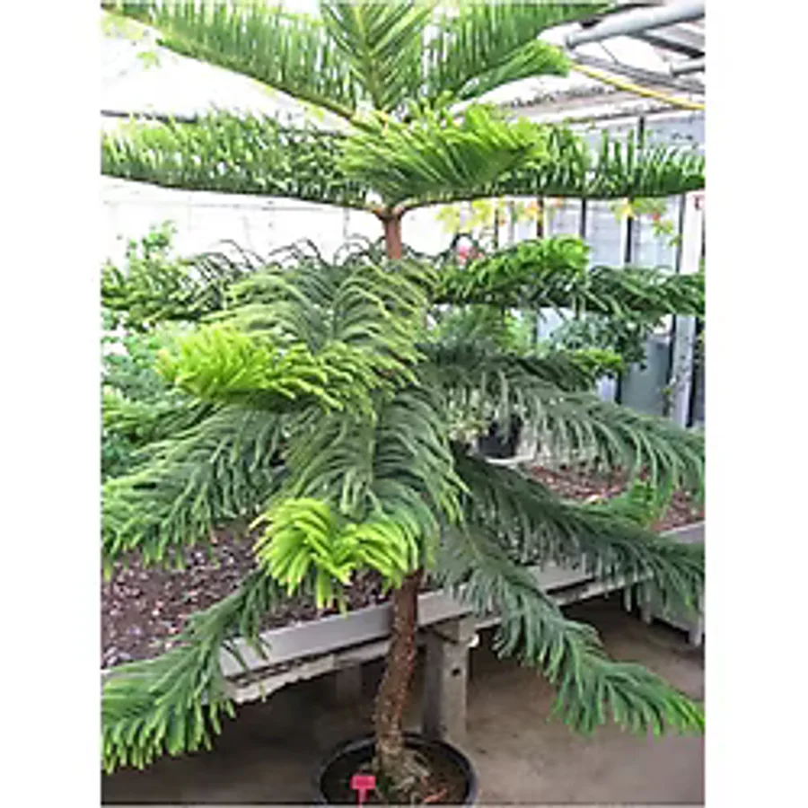 Köy Tohumları 15 Adet Tohum Nadir Organik Arakorya Araucaria Çam Ağaç Tohumu Salon Arakorya Çamı Tohumu